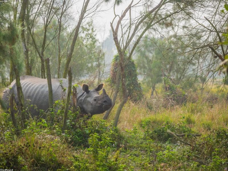 Kaziranga landscape